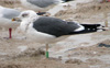 ad LBBG in Januari-April, ringed in the Netherlands. (60208 bytes)